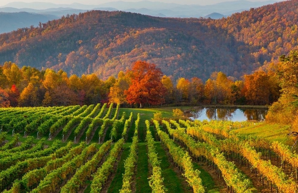 Asheville NC Wineries & Winery Tours